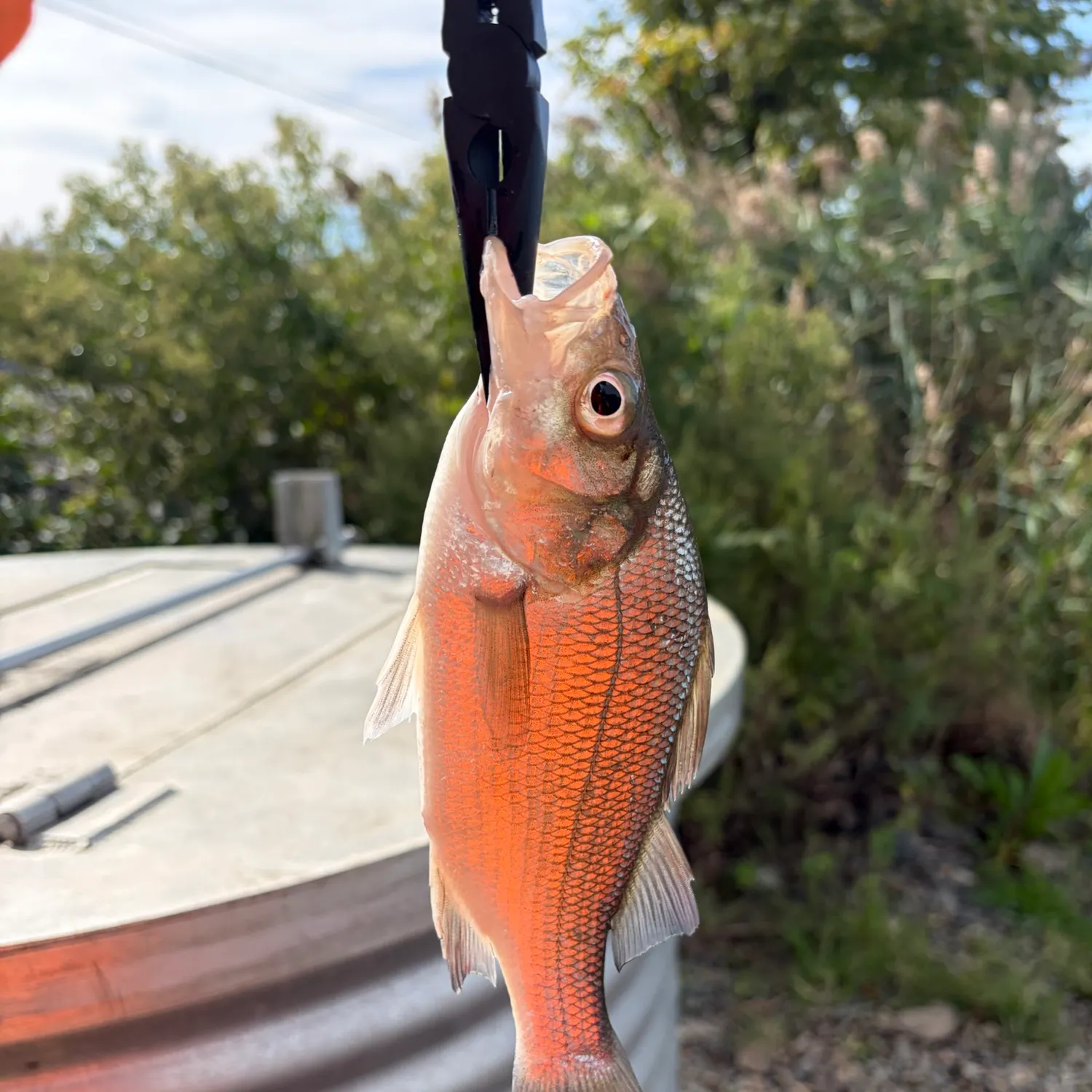 Fallfish caught on Fishbrain