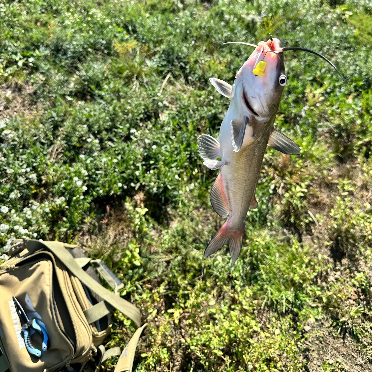 Channel catfish caught on Fishbrain