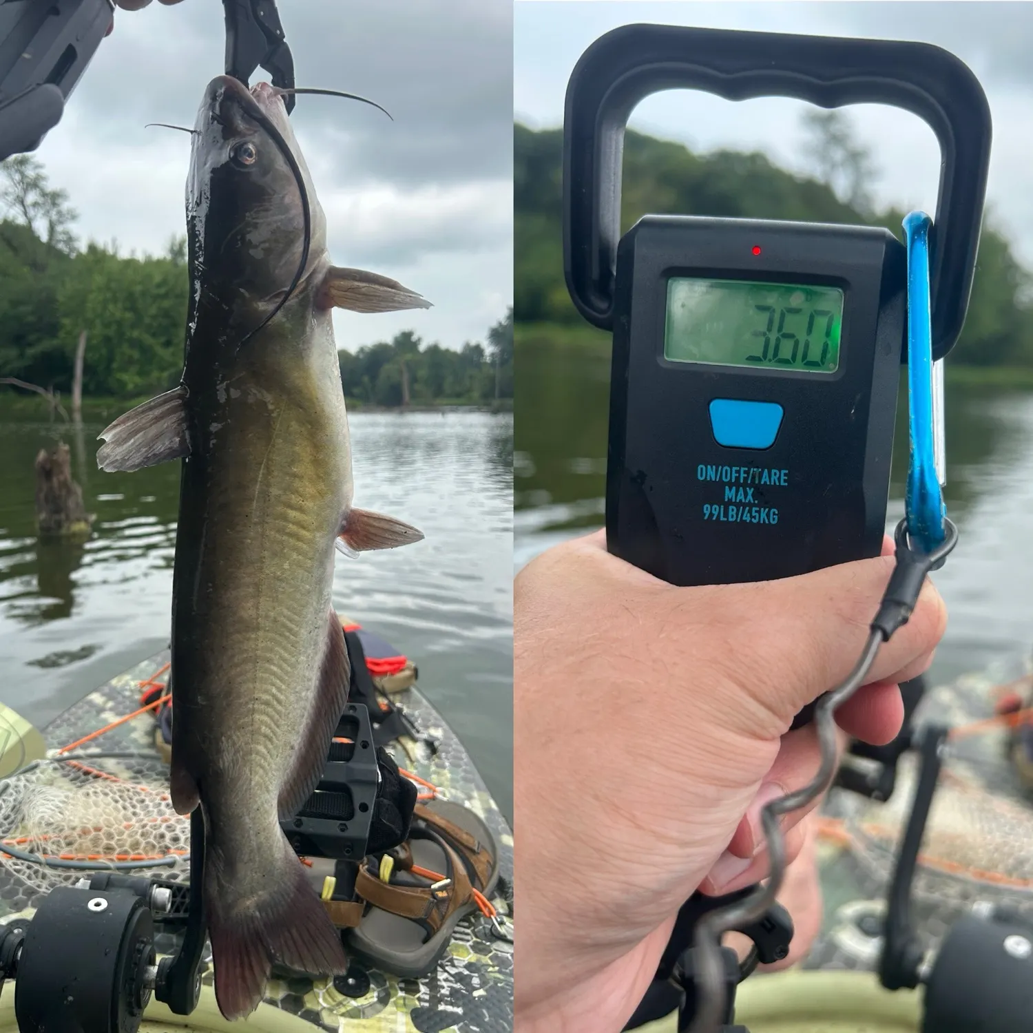 recently logged catches