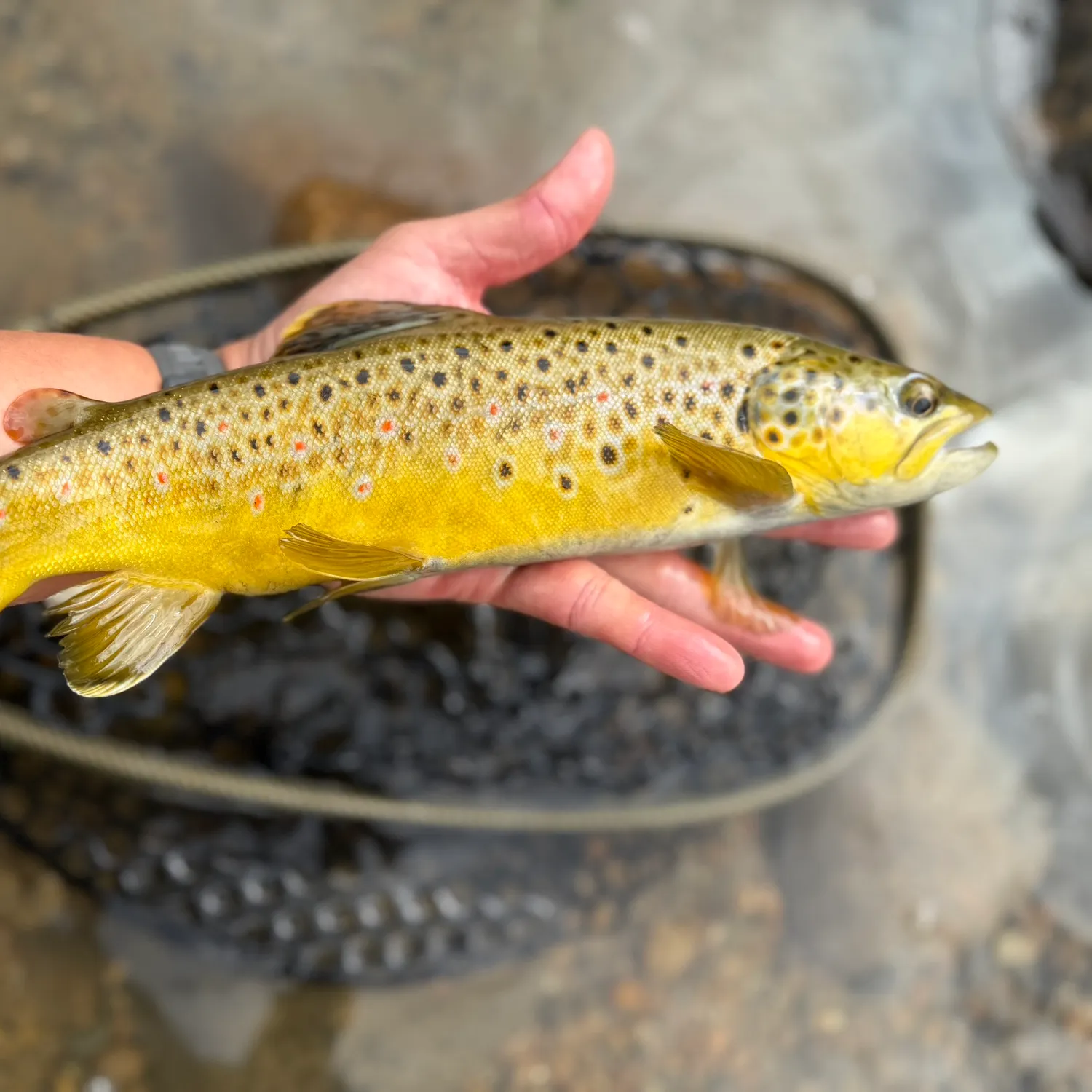 Brown trout caught on Fishbrain