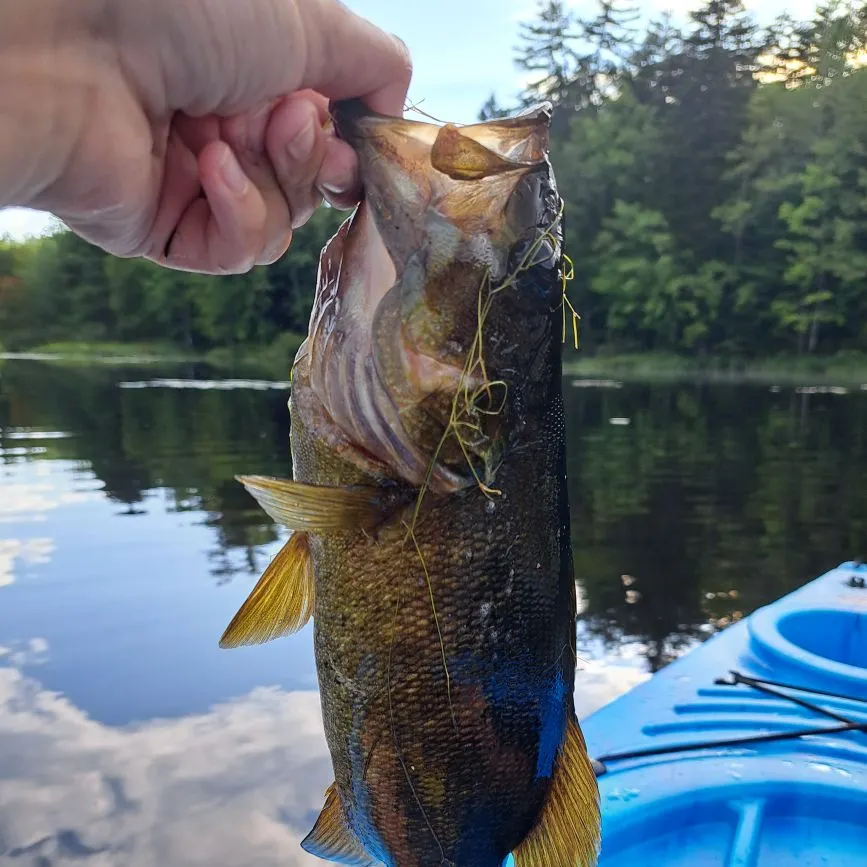 Smallmouth bass caught on Fishbrain