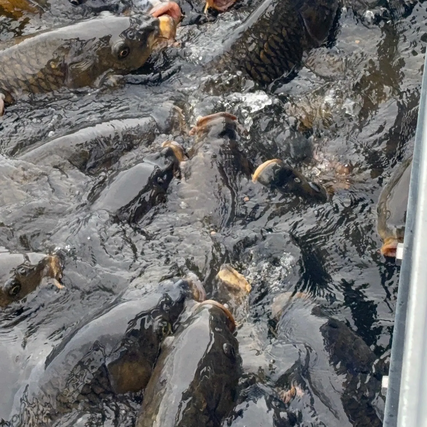 Common carp caught on Fishbrain
