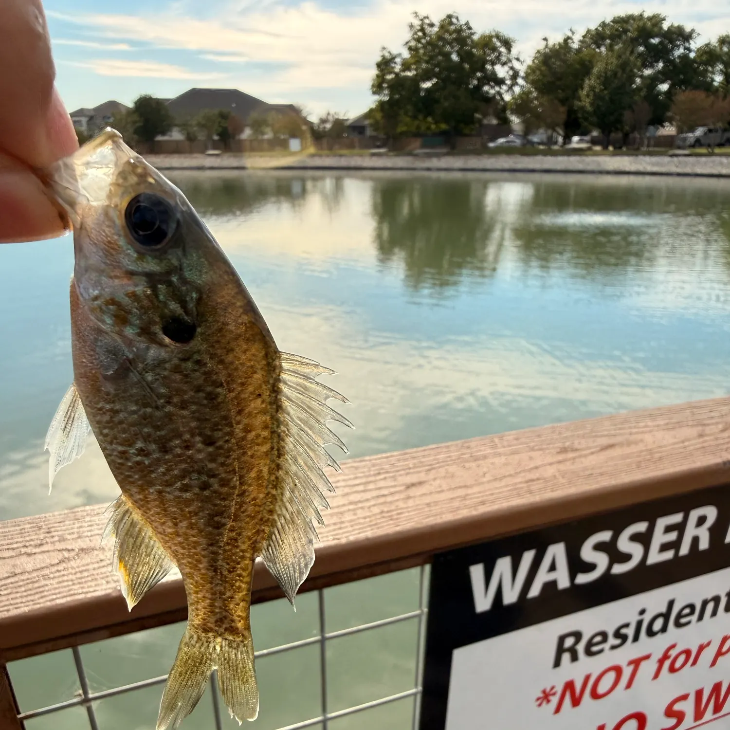 Greengill hybrid caught on Fishbrain