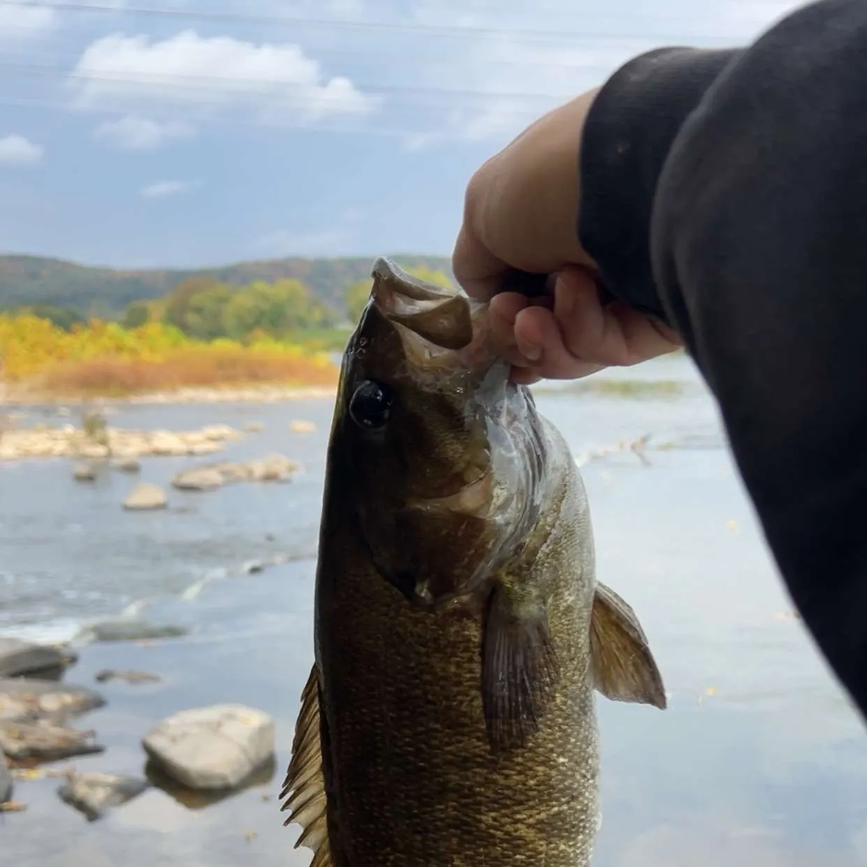 Smallmouth bass caught on Fishbrain