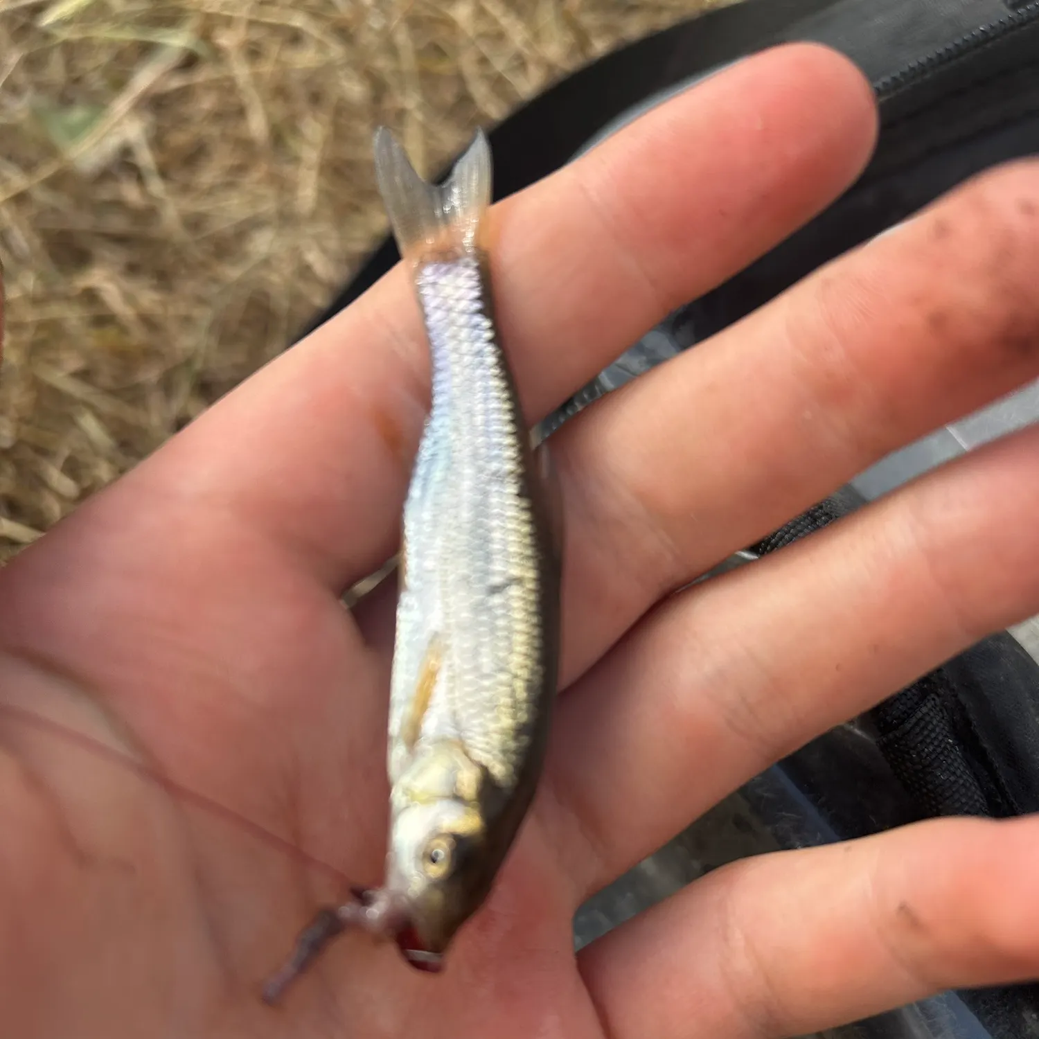 The most recent Common dace catches on Fishbrain
