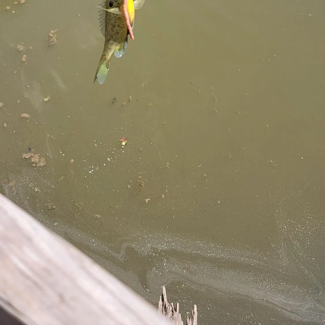 Bluegill caught on Fishbrain
