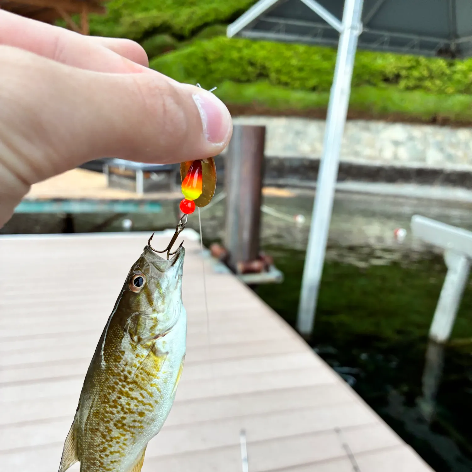 Smallmouth bass caught on Fishbrain