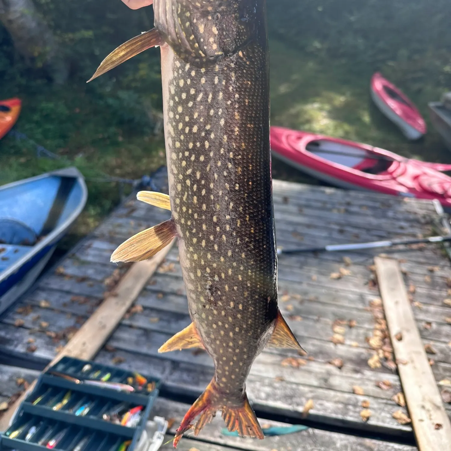 Northern pike caught on Fishbrain