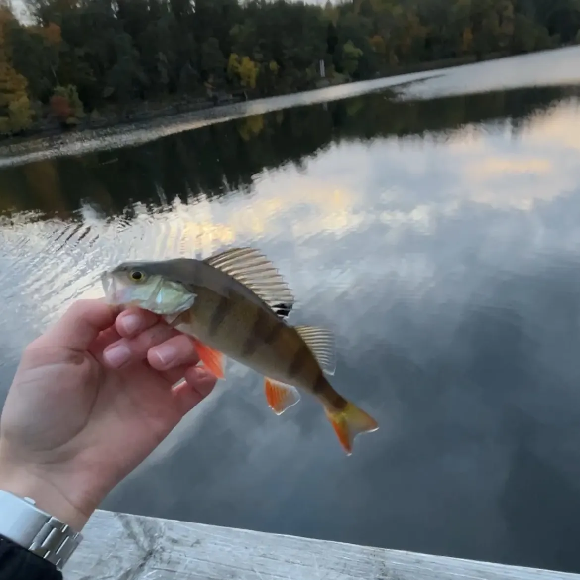 European perch caught on Fishbrain