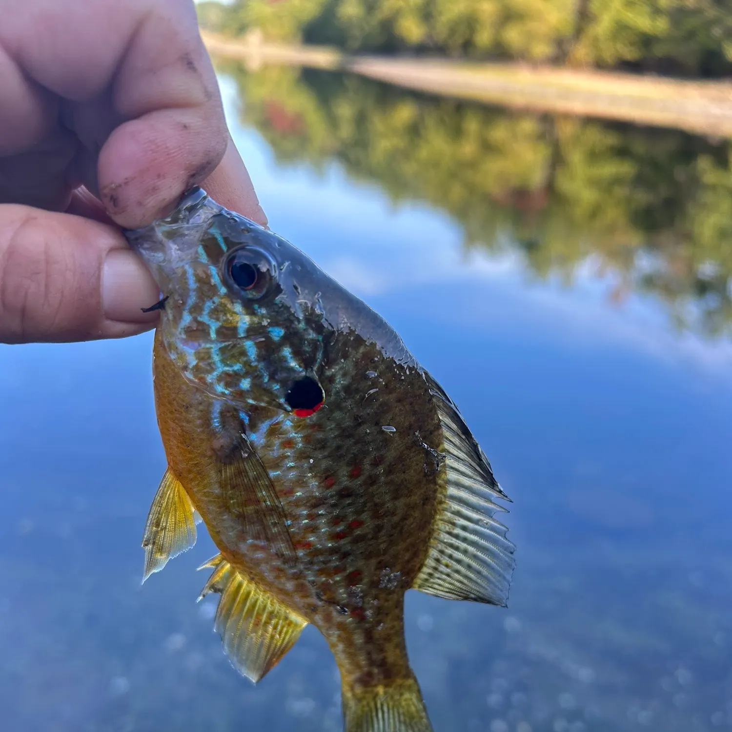 The most recent Pumpkinseed catches on Fishbrain
