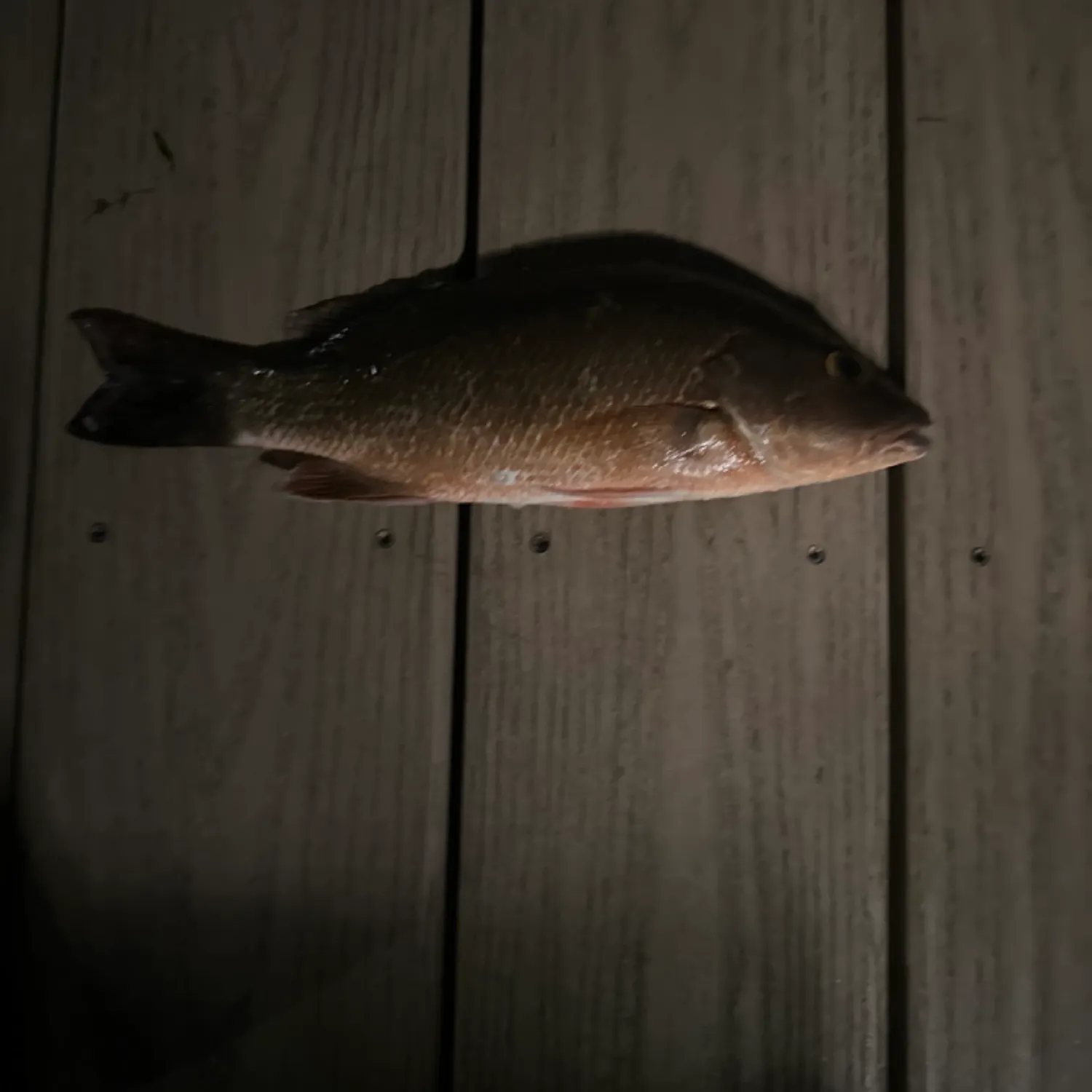 The most recent Milkfish catches on Fishbrain