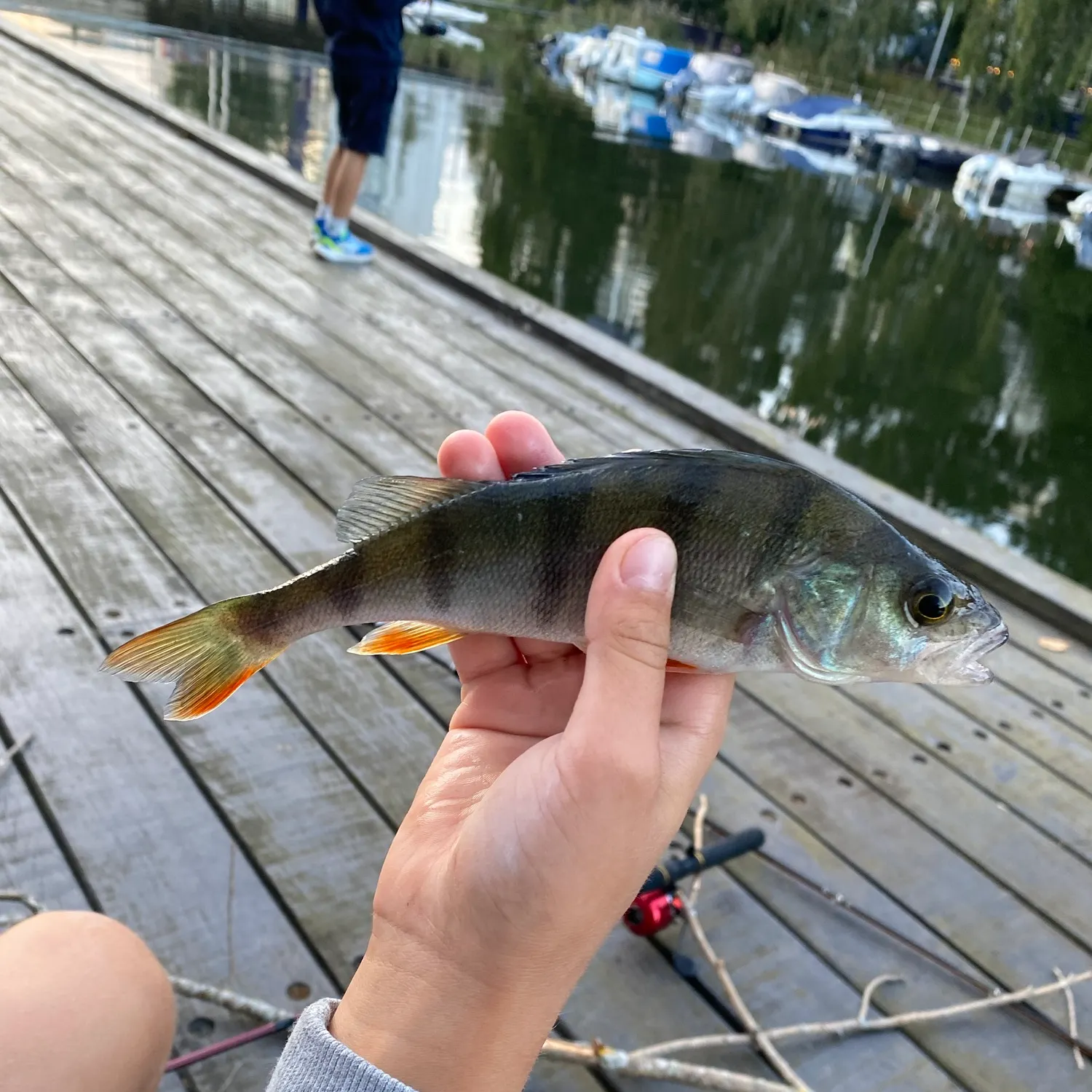 European perch caught on Fishbrain