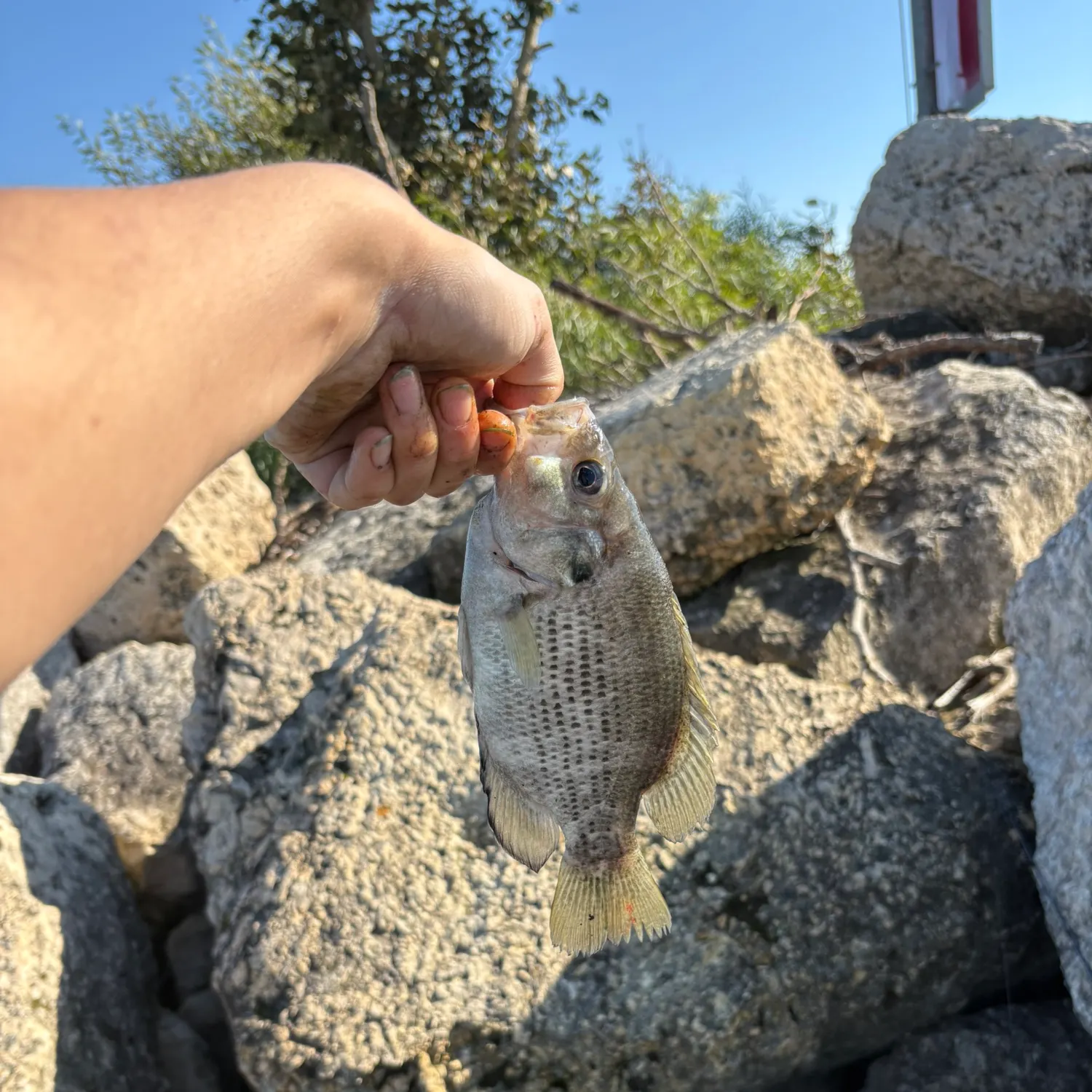 catch