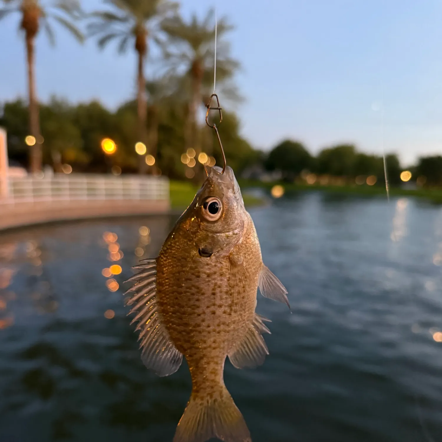 Bluegill caught on Fishbrain