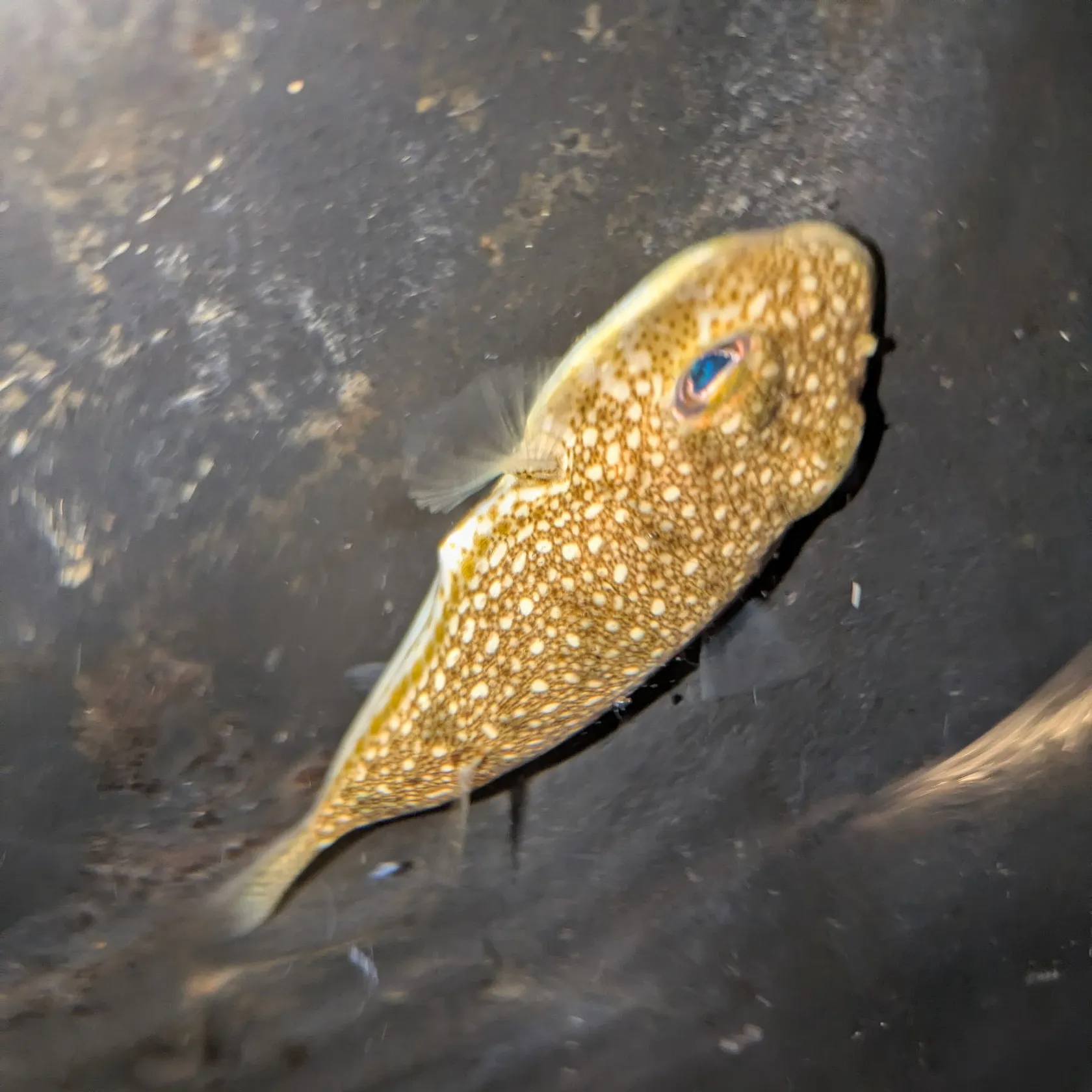 The most recent Reticulated pufferfish catches on Fishbrain