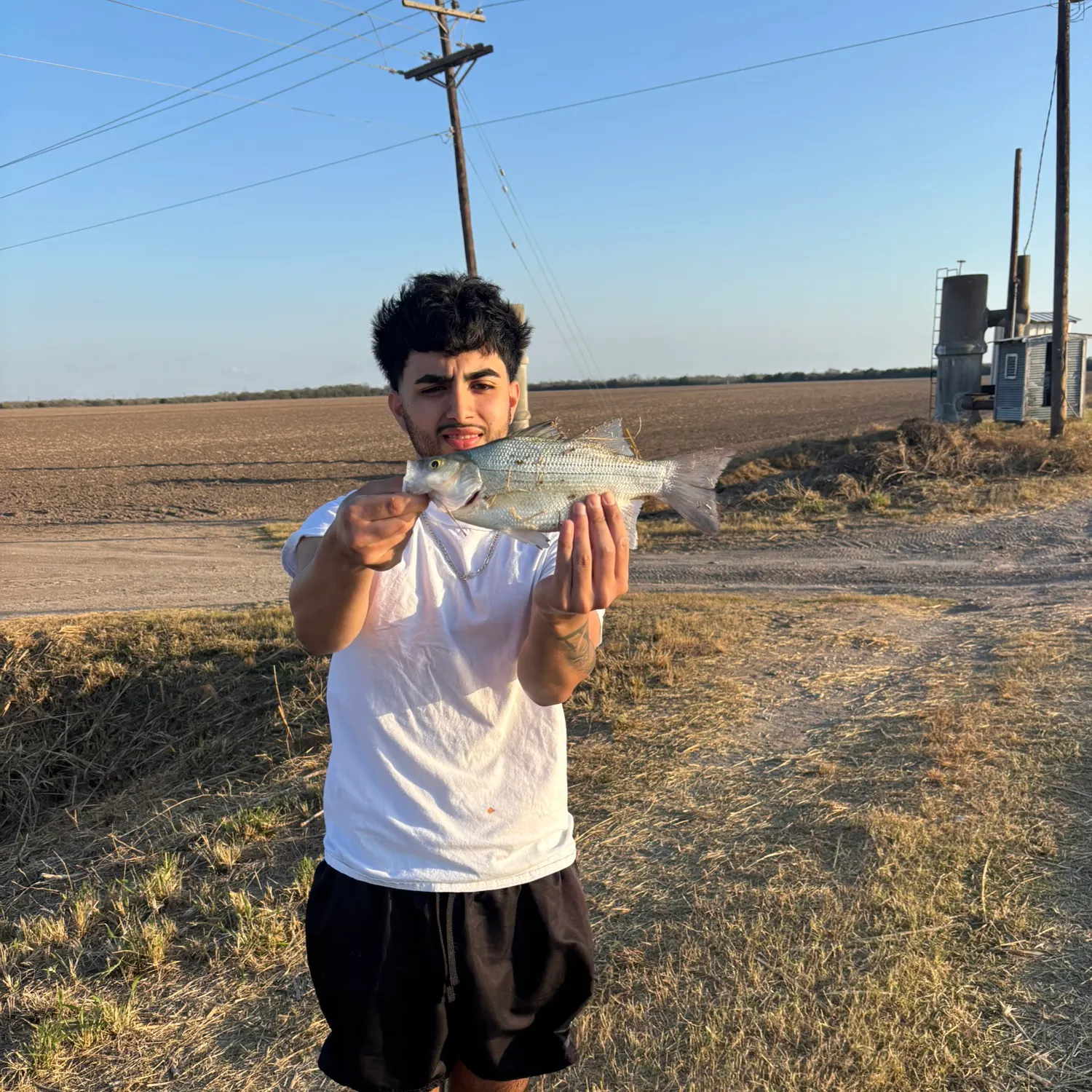 The most recent White bass catches on Fishbrain