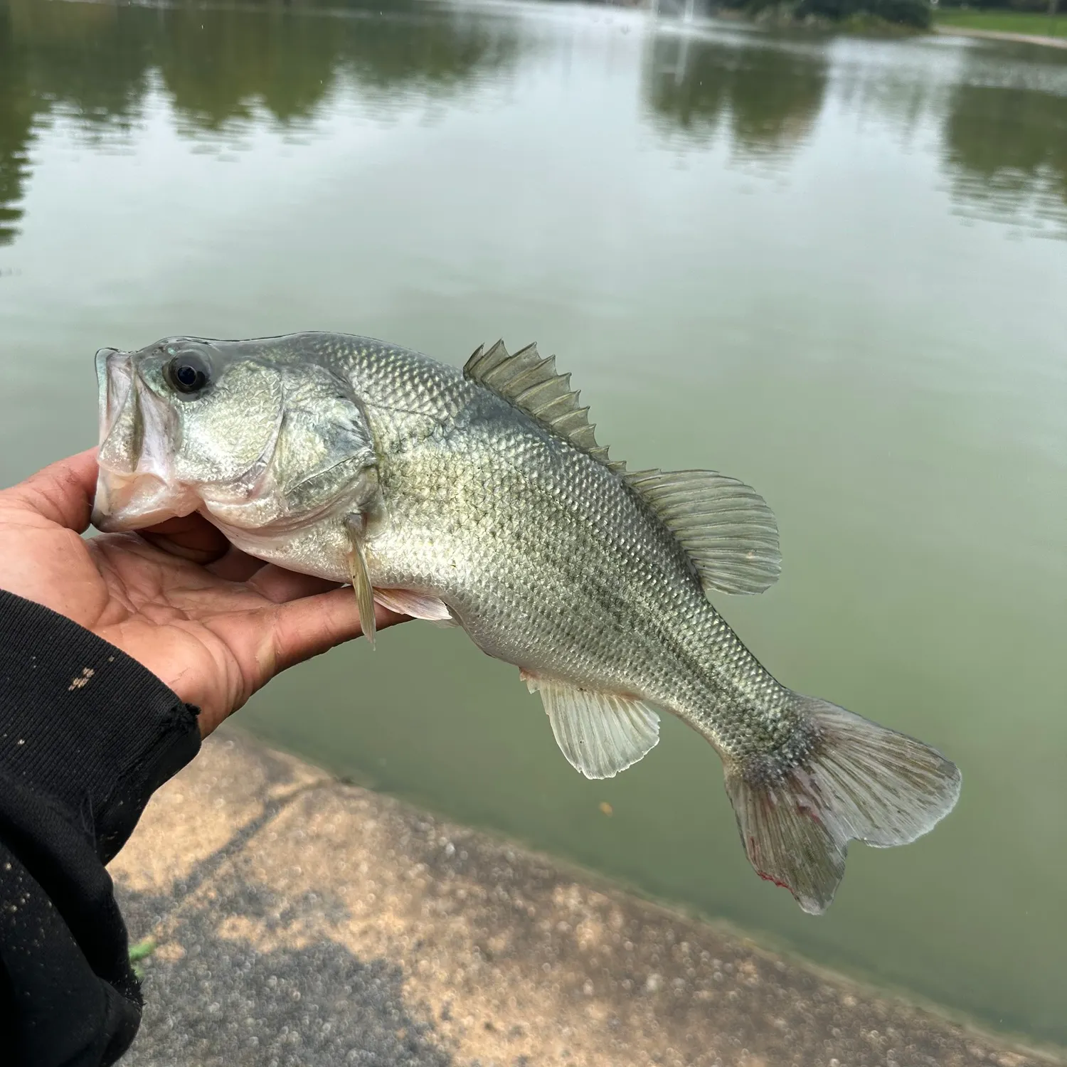 angler catch