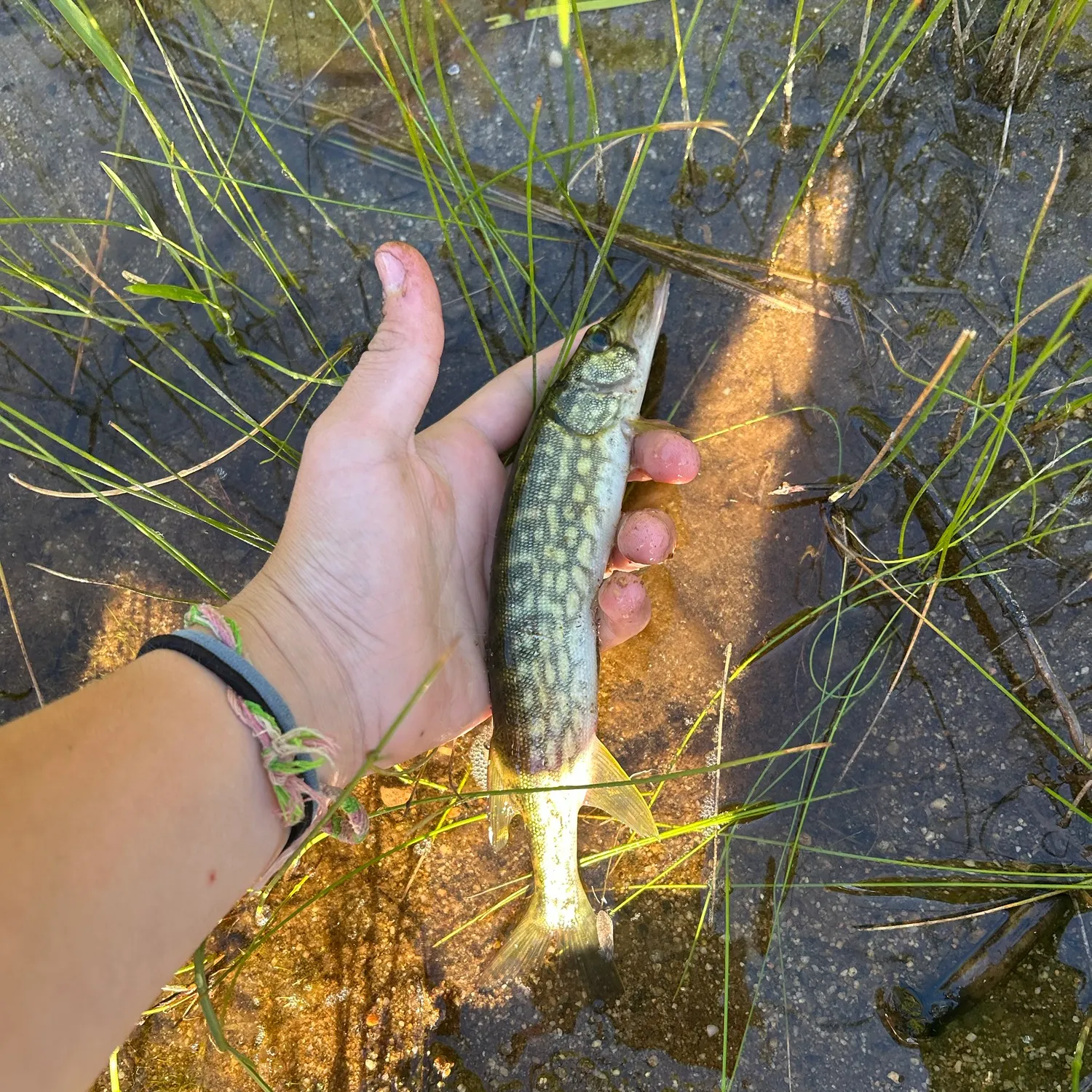 Chain pickerel caught on Fishbrain