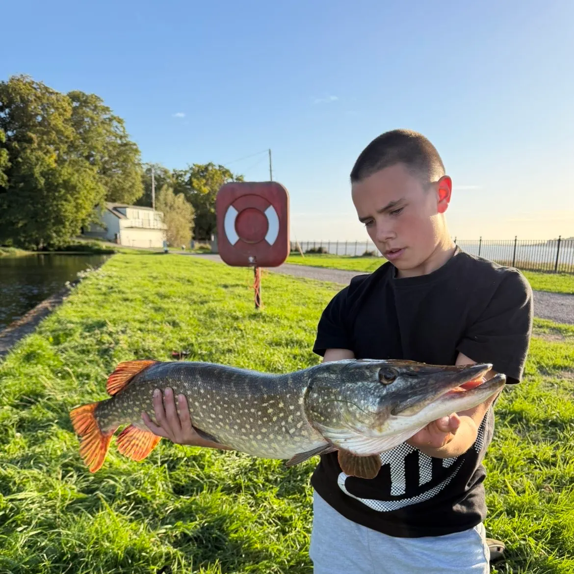 Northern pike caught on Fishbrain