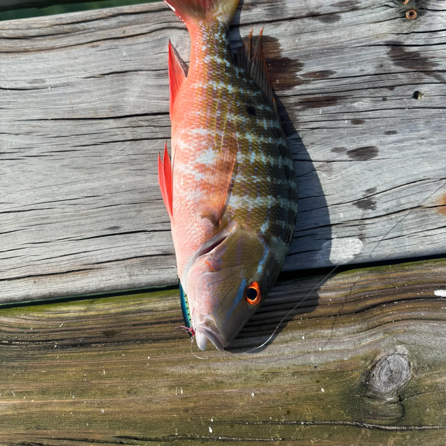 The most recent Mutton snapper catches on Fishbrain