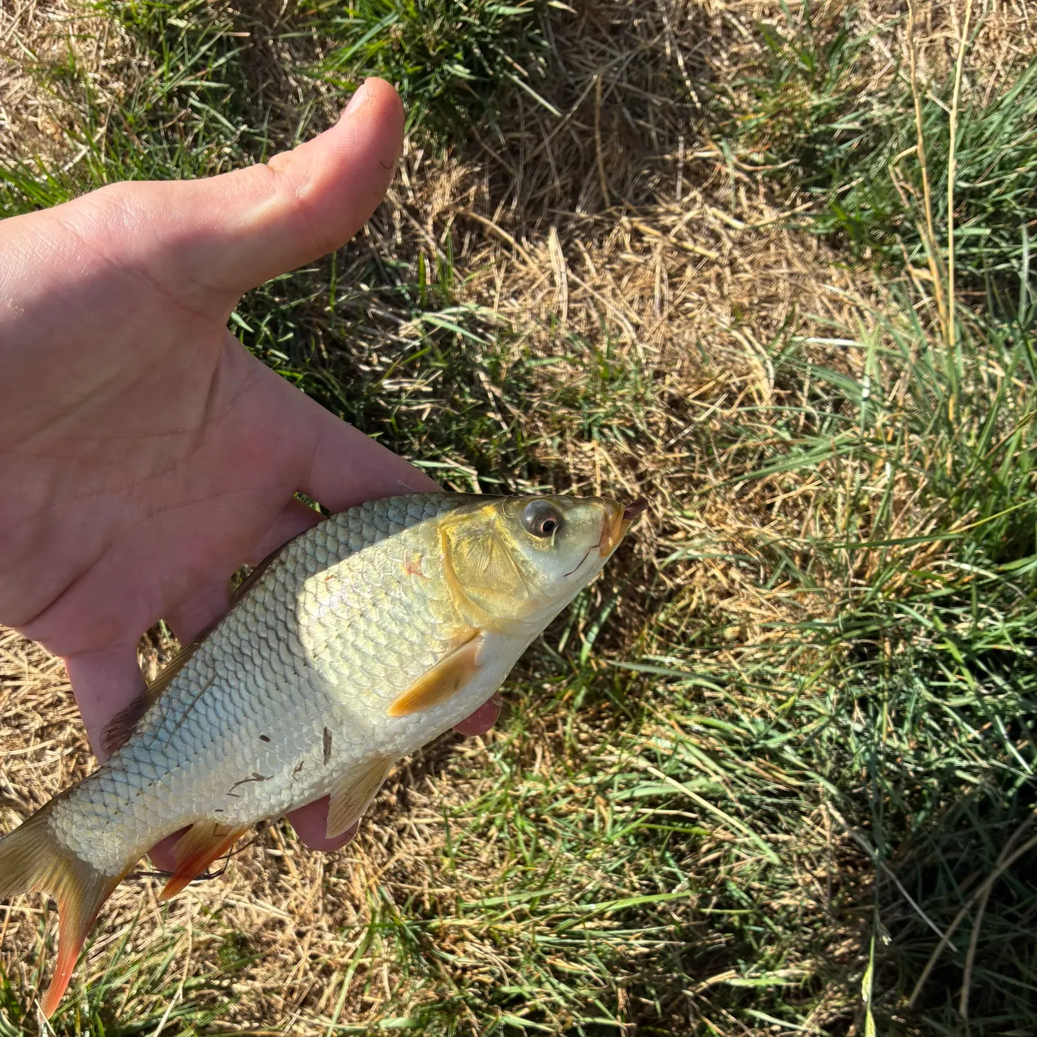 The most recent Ide catches on Fishbrain