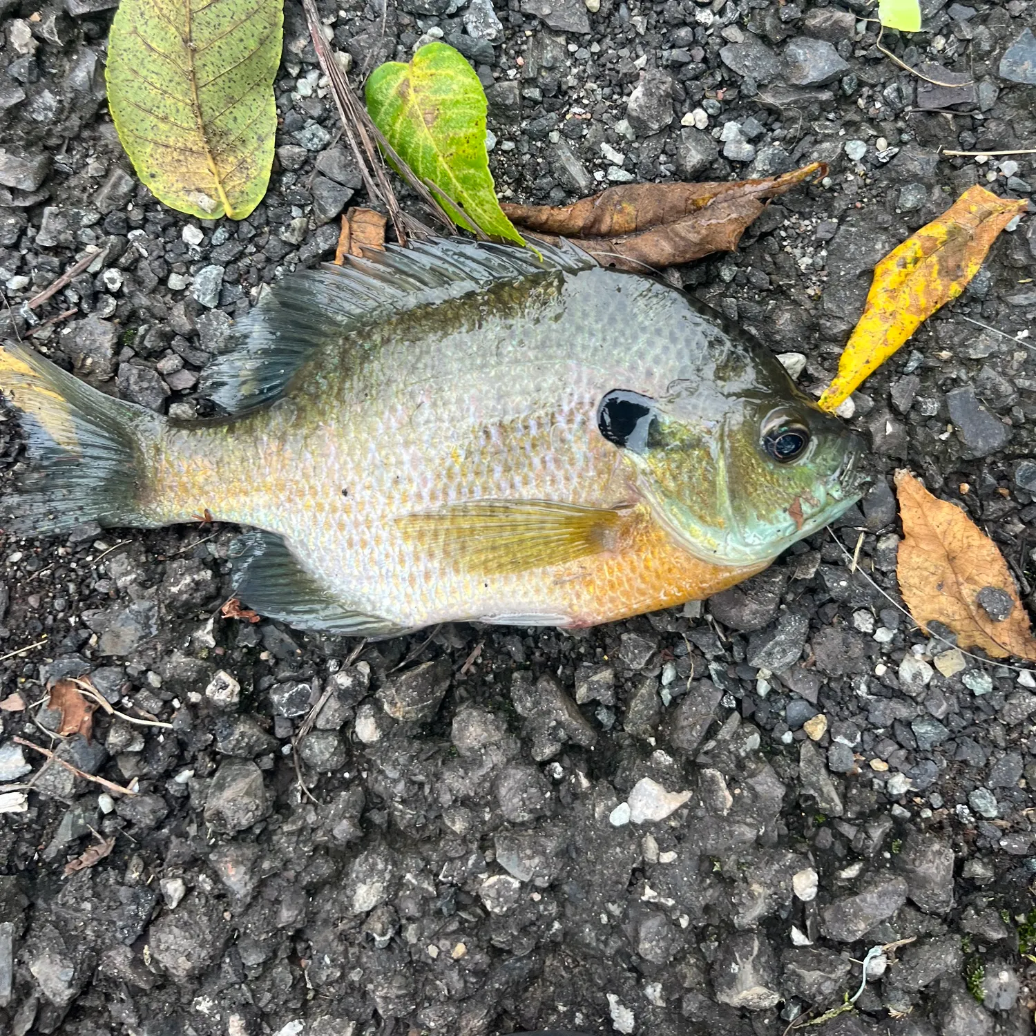 Bluegill caught on Fishbrain