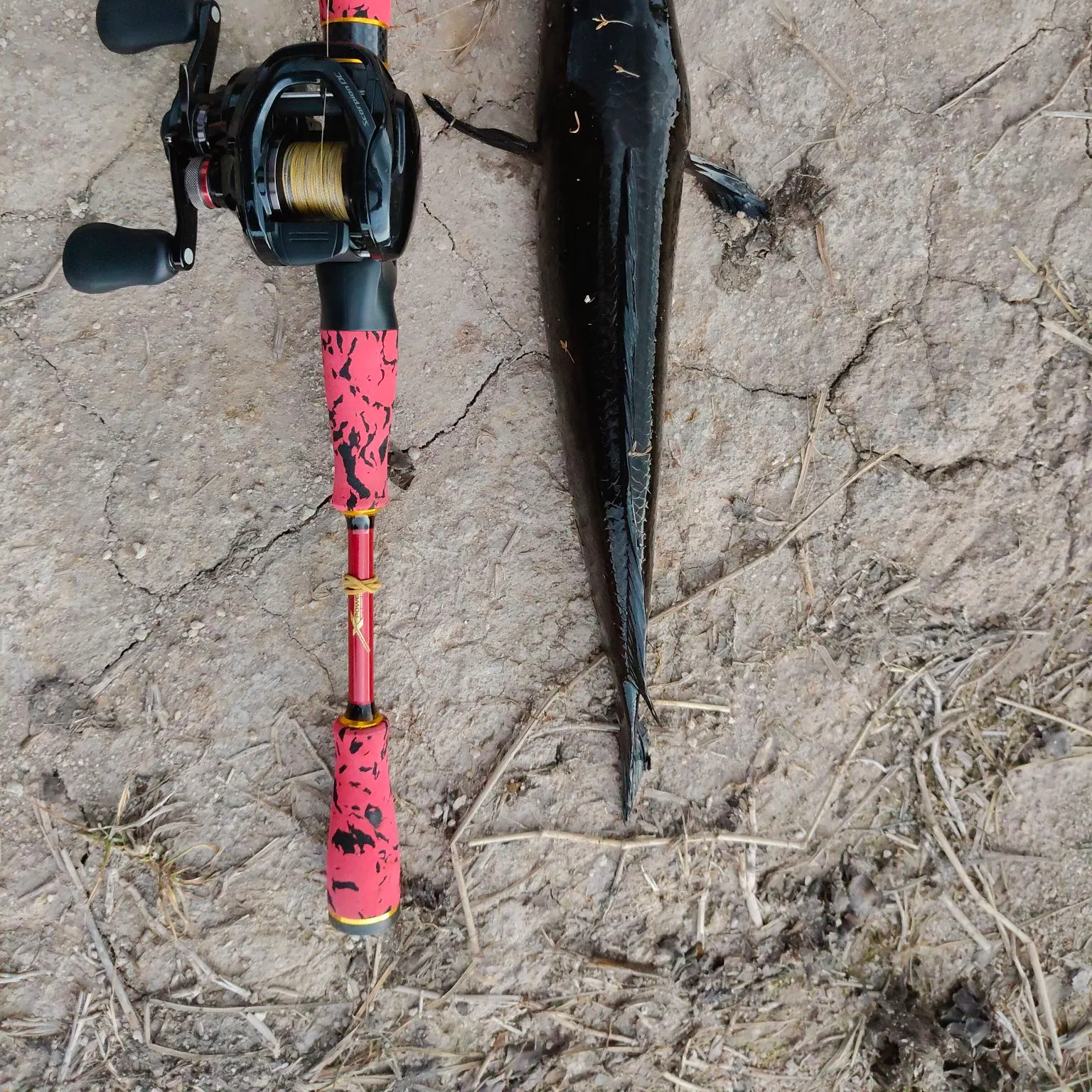 The most recent Striped snakehead catches on Fishbrain