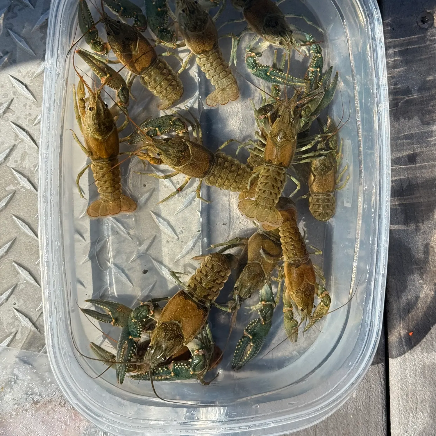 Rusty crayfish caught on Fishbrain