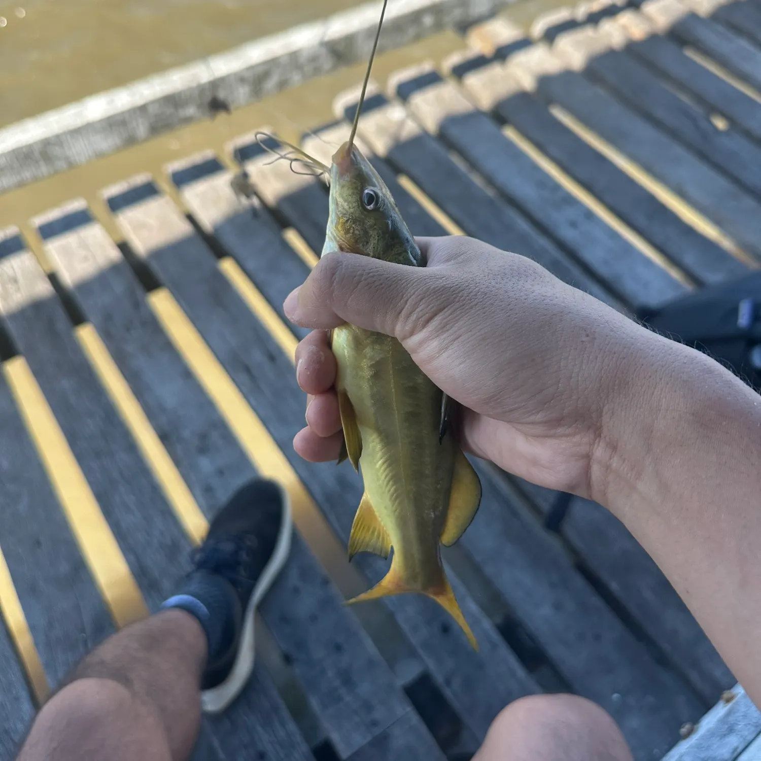 The most recent Spotted pimelodus catches on Fishbrain