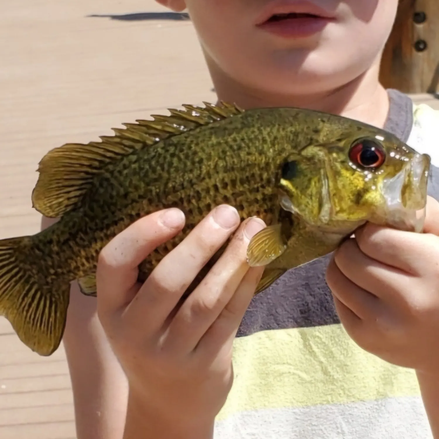 The most recent Warmouth catches on Fishbrain