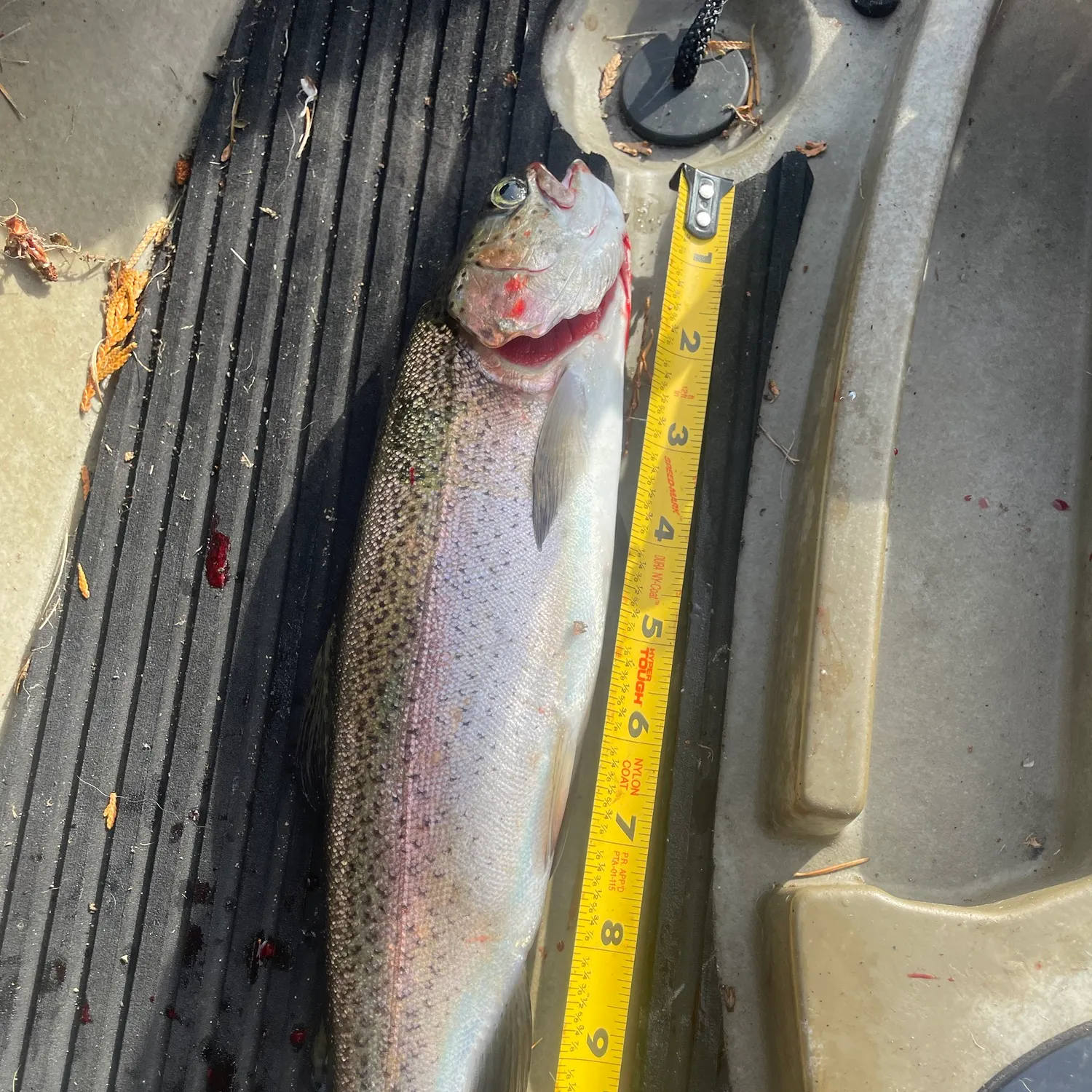 Rainbow trout caught on Fishbrain
