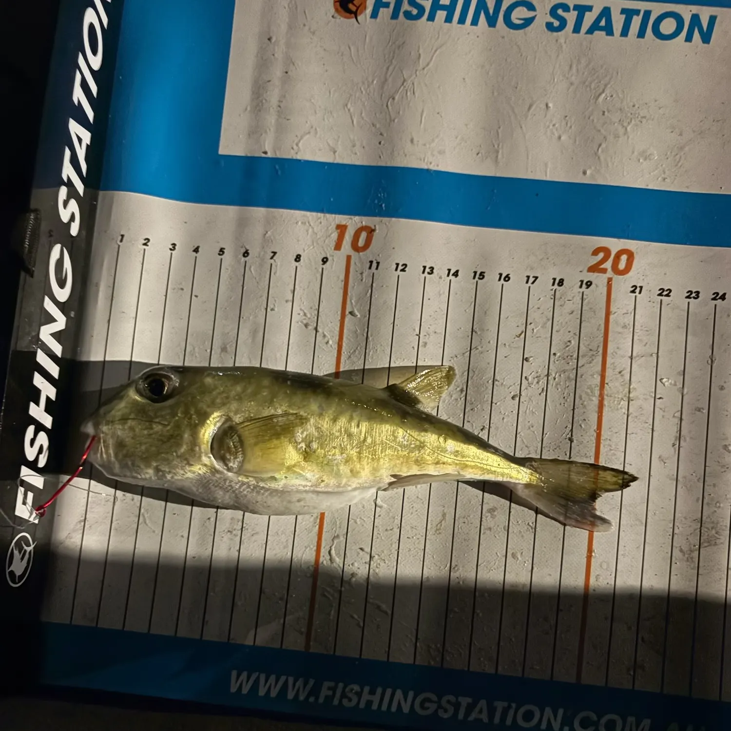 The most recent Half-smooth golden pufferfish catches on Fishbrain