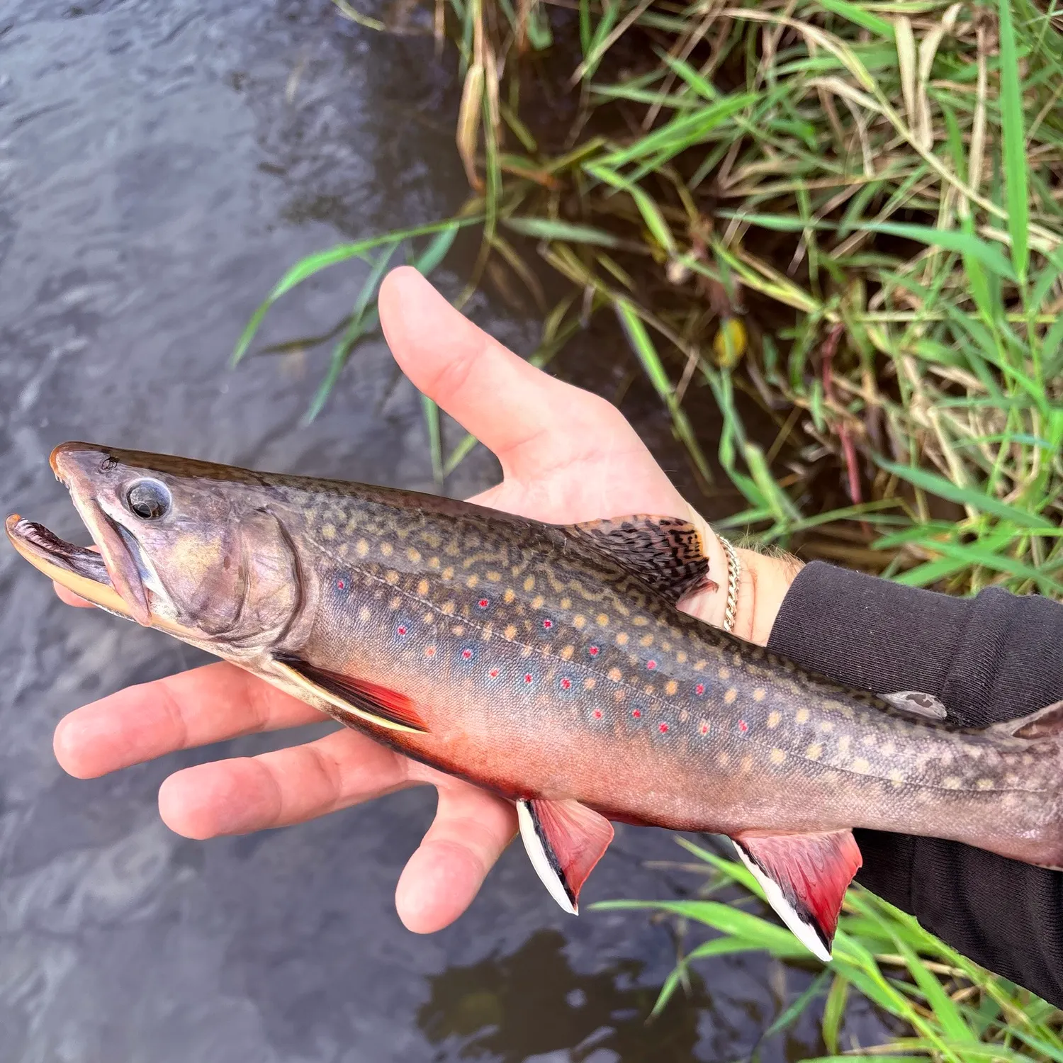 Brook trout caught on Fishbrain