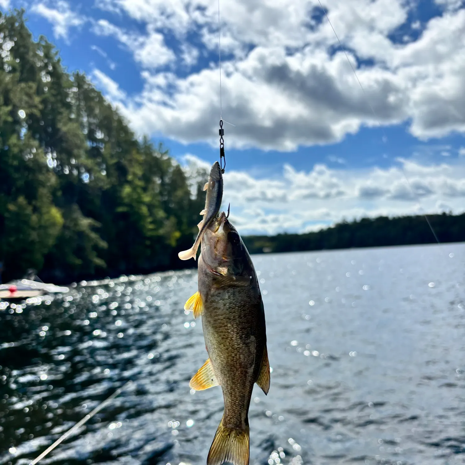 Smallmouth bass caught on Fishbrain