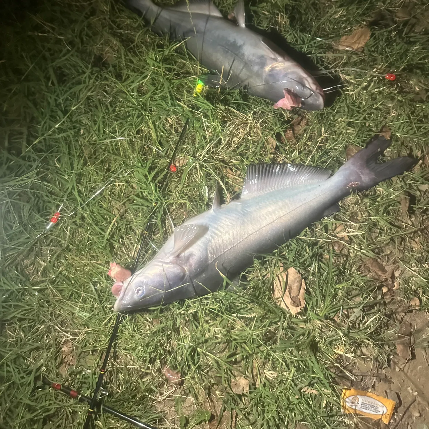 Blue catfish caught on Fishbrain