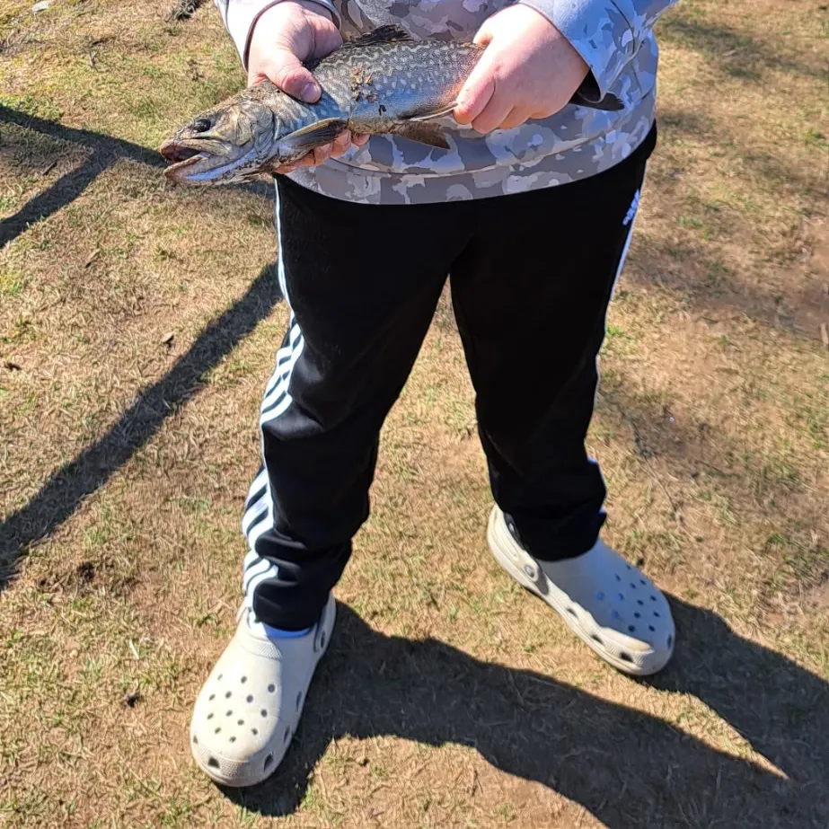 Tiger trout caught on Fishbrain
