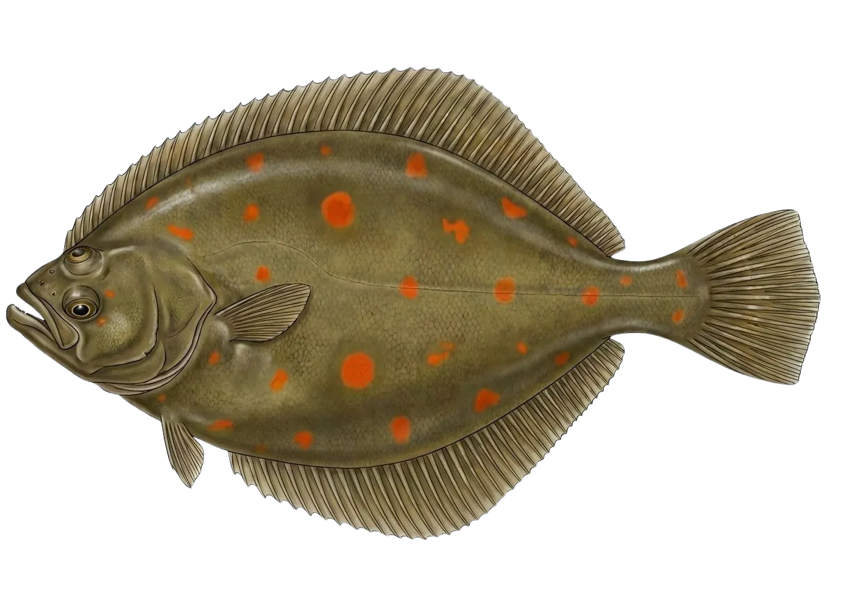 European plaice