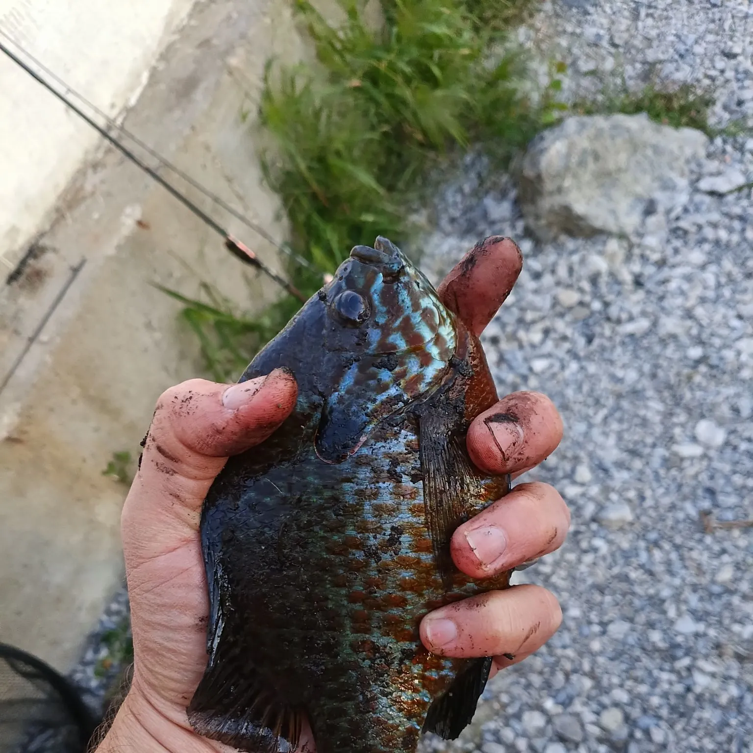 Greengill hybrid caught on Fishbrain