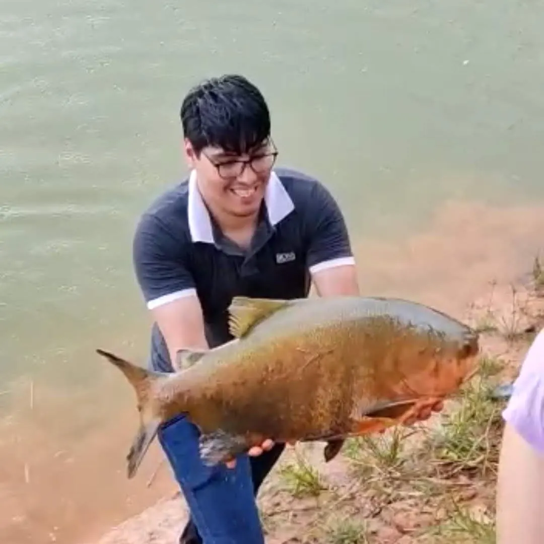 The most recent Black pacu catches on Fishbrain