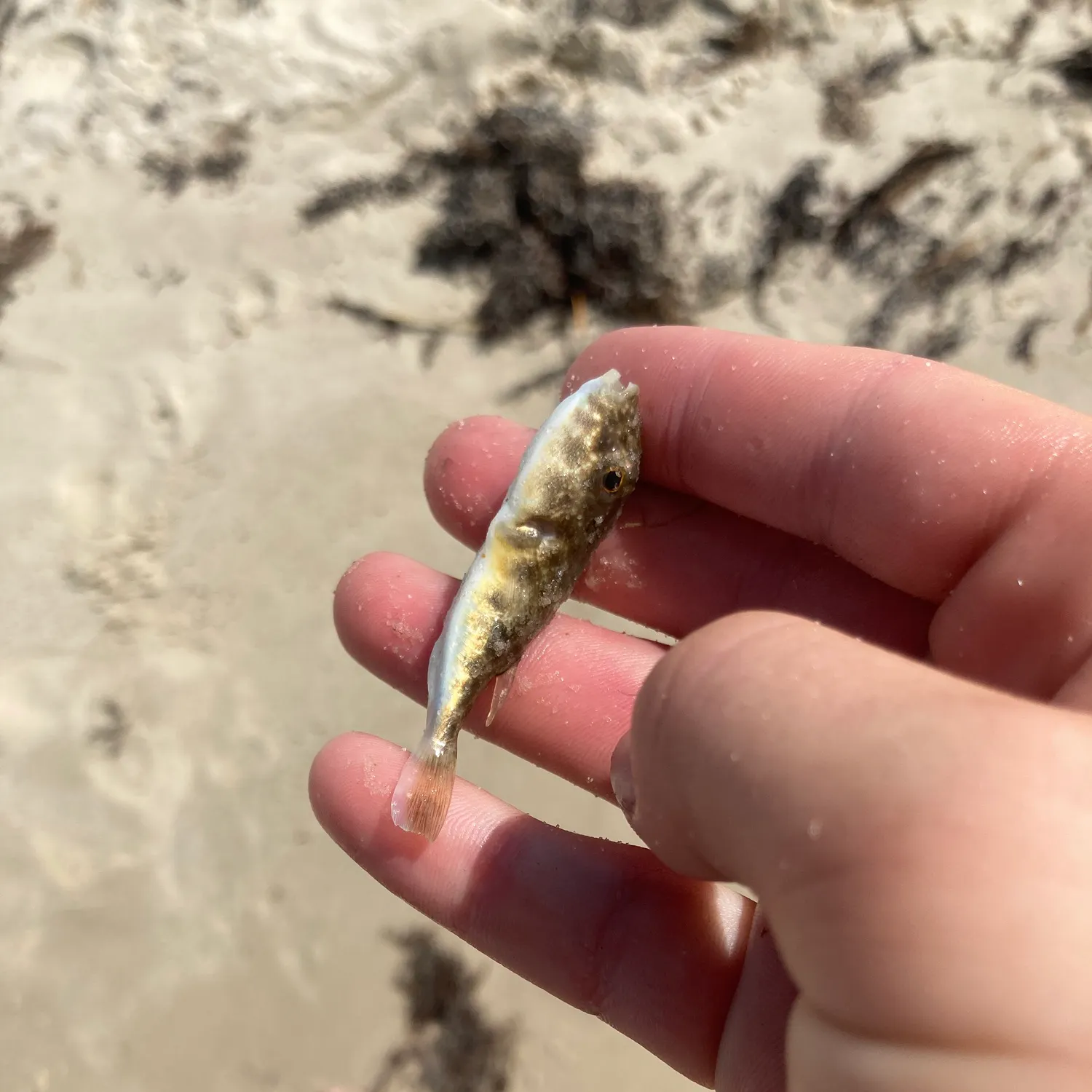 The most recent Evileye pufferfish catches on Fishbrain
