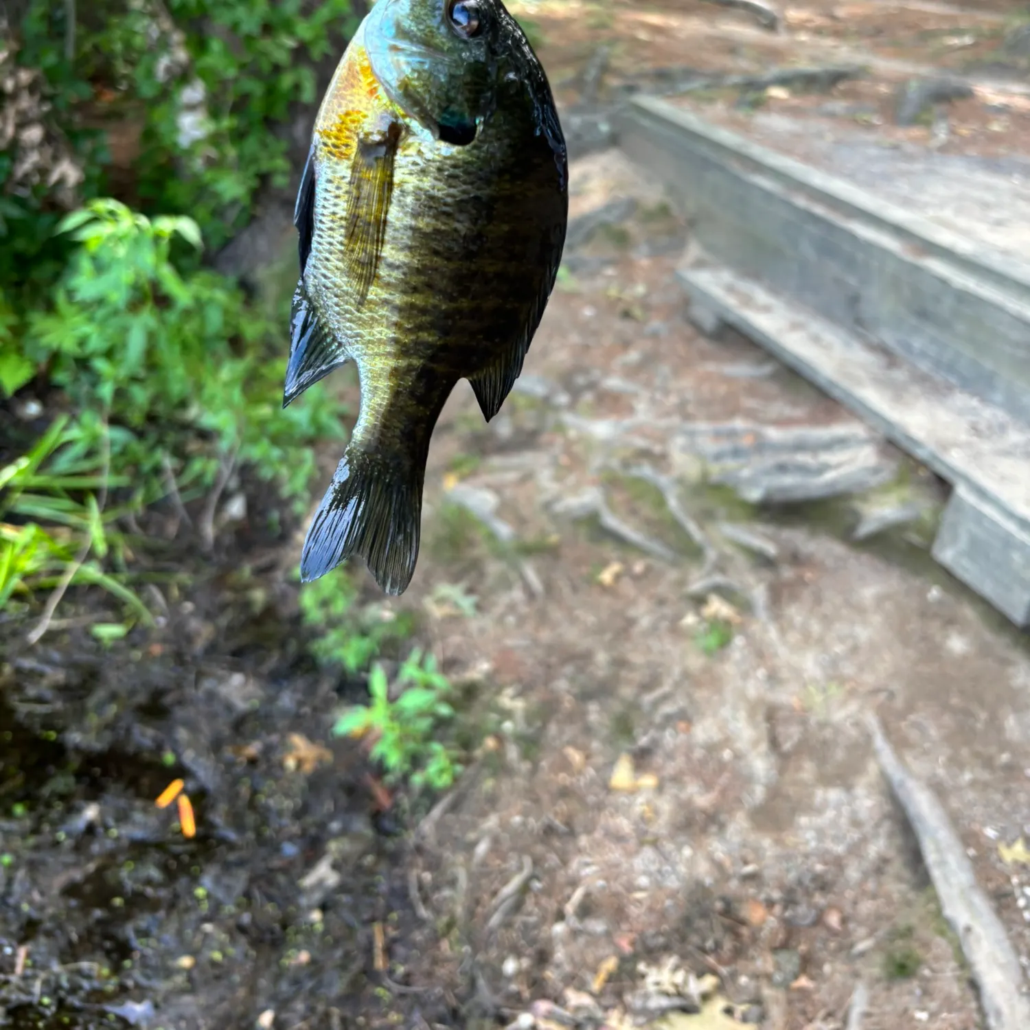 Bluegill caught on Fishbrain