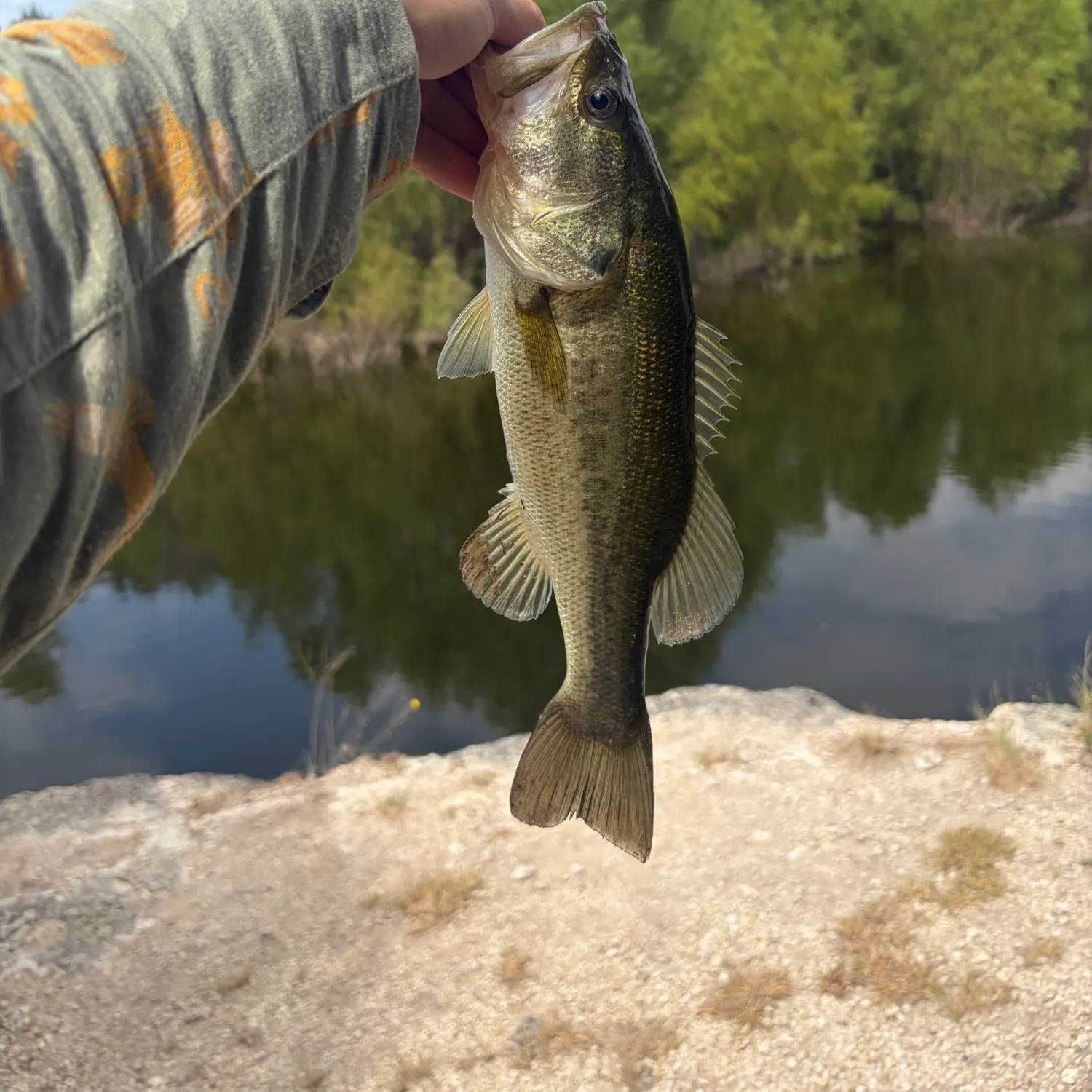 Largemouth bass caught on Fishbrain