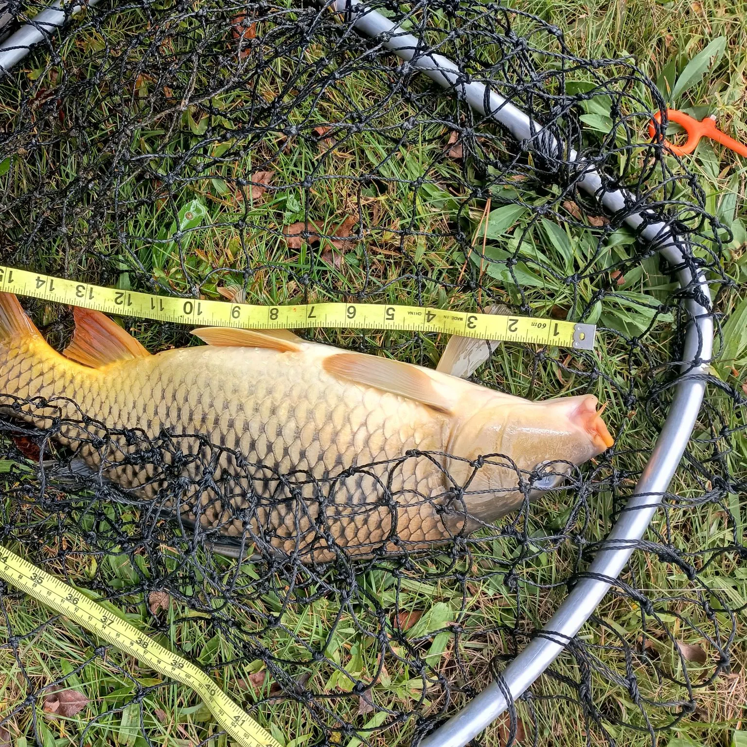 Common carp caught on Fishbrain
