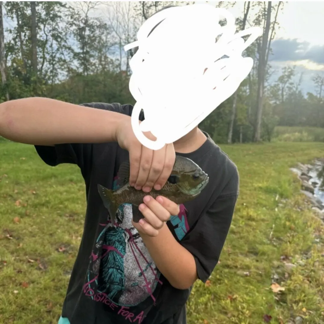 The most recent Bluegill catches on Fishbrain