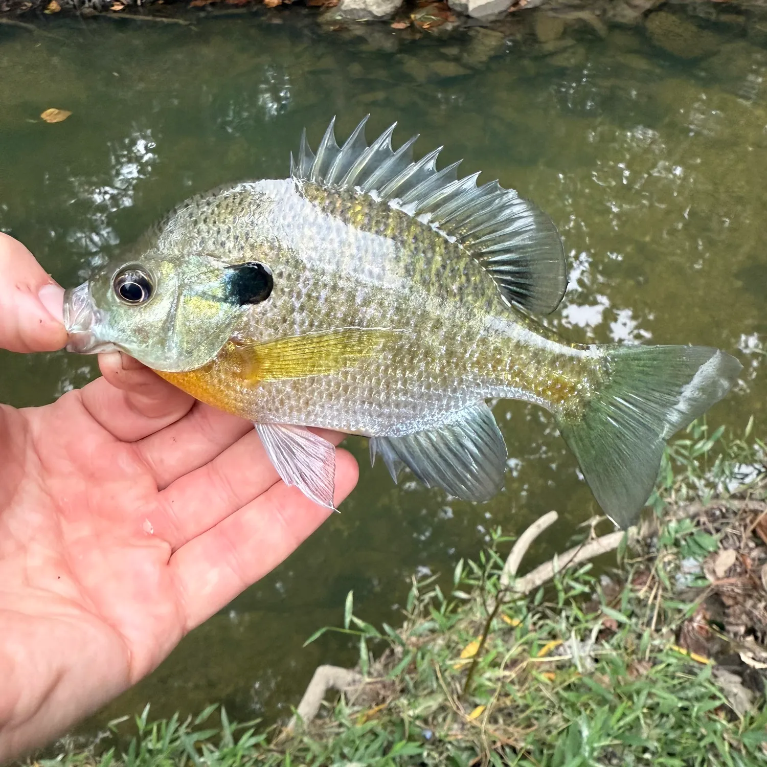 Bluegill caught on Fishbrain