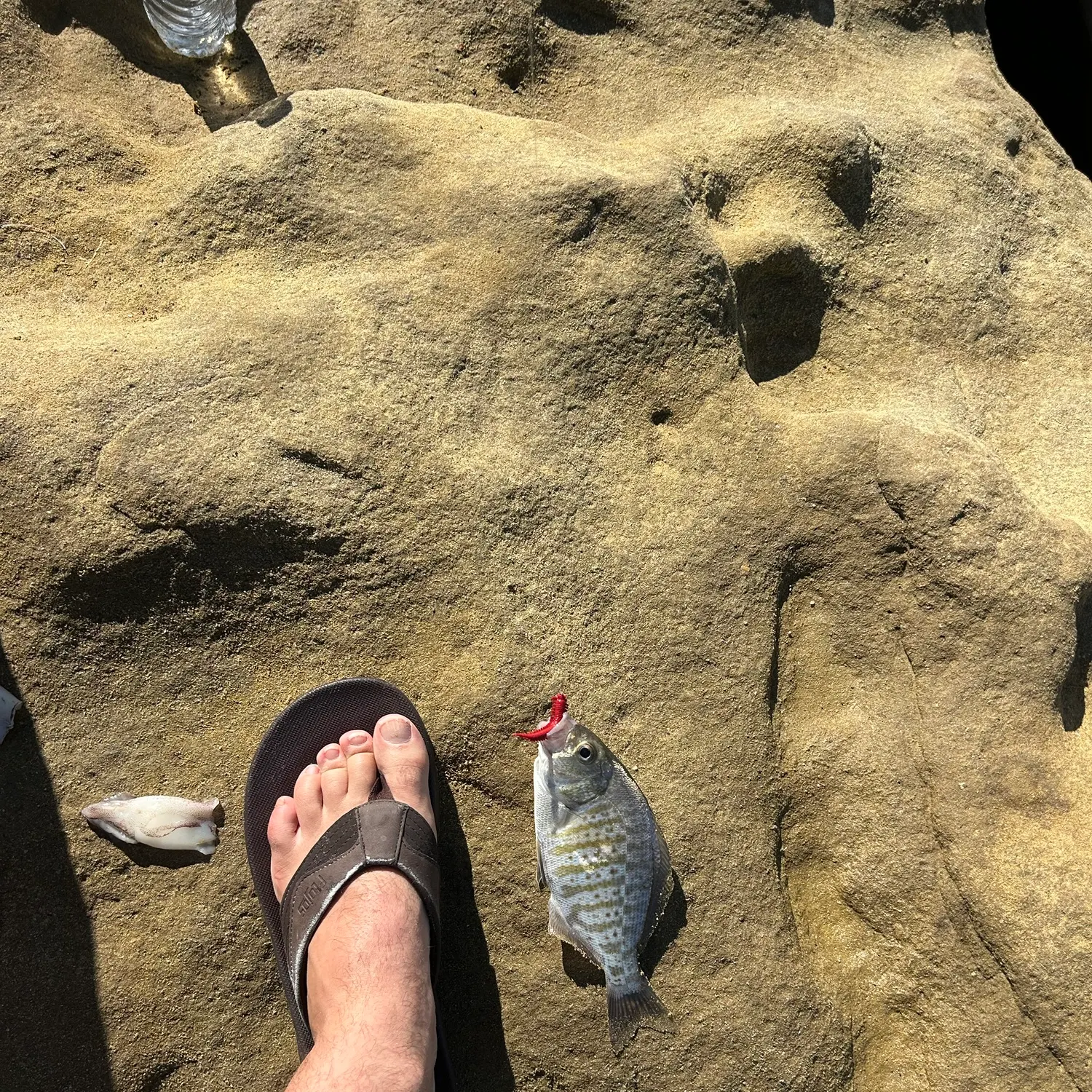 The most recent Barred surfperch catches on Fishbrain