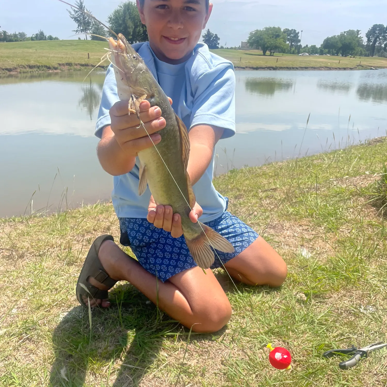 The most recent Spotted pimelodus catches on Fishbrain