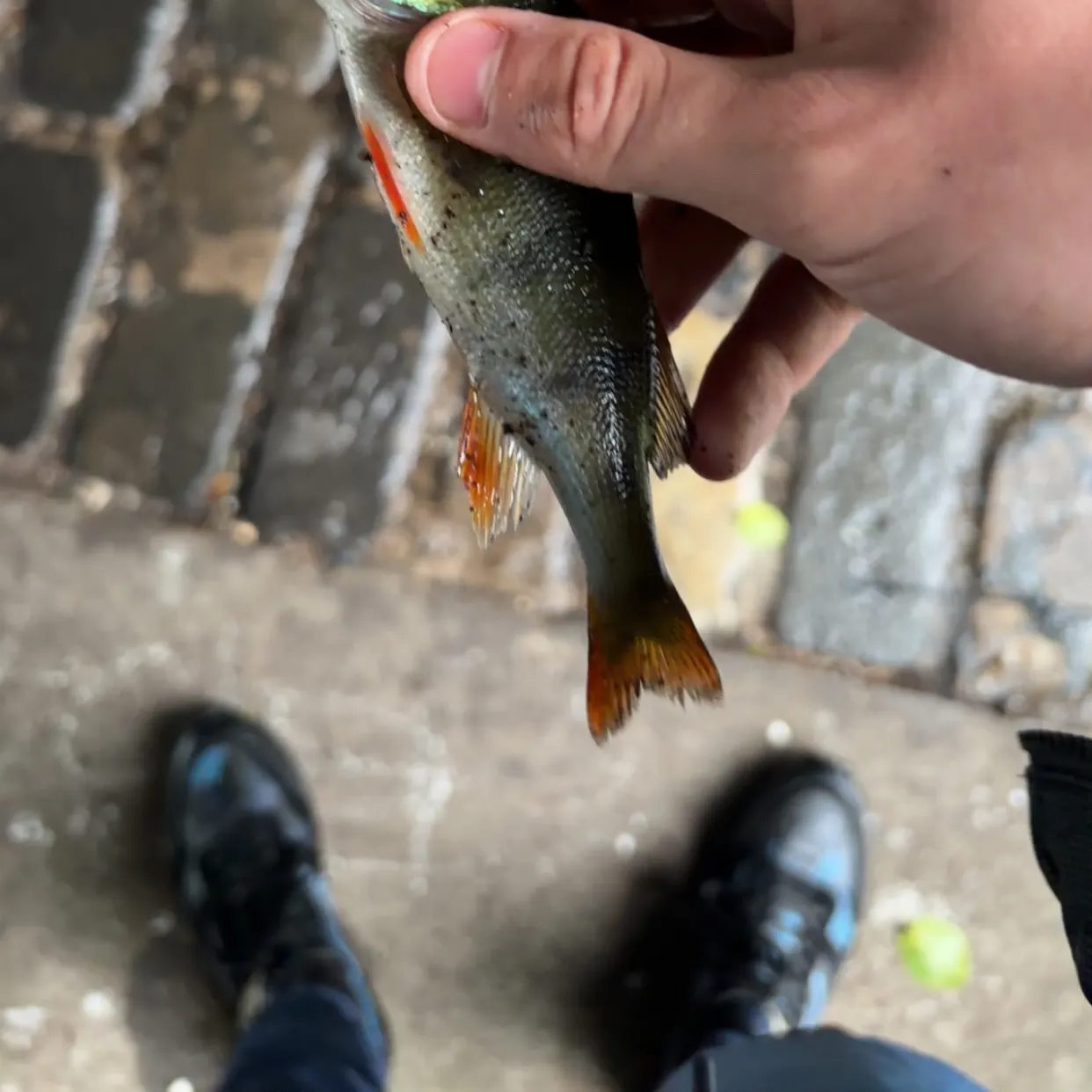 European perch caught on Fishbrain