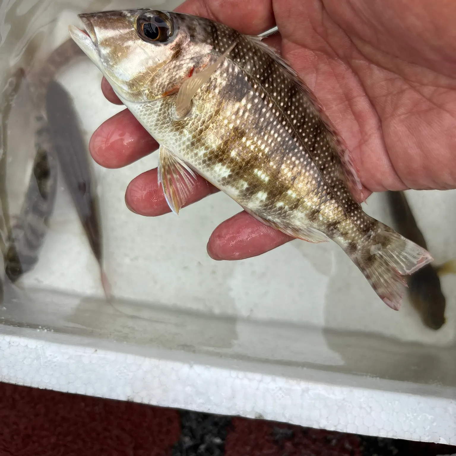 The most recent Spangled emperor catches on Fishbrain