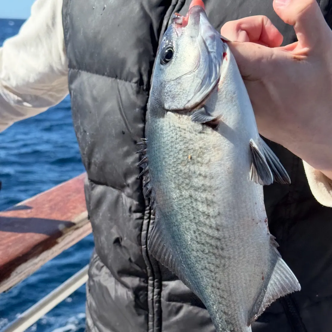 The most recent Halfmoon catches on Fishbrain